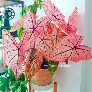 Caladium Bulb 'Spring Fling'  Size #2(3 bulbs)